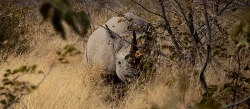 prive-safari-trip